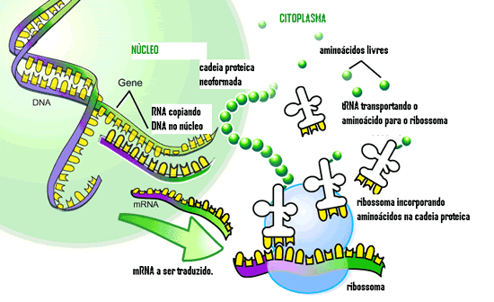 Resumo biologia molecular