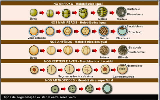 Resultado de imagem para tipos de segmentação so existente entre os seres vivos