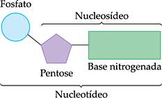 Resultado de imagem para estrutura nucleotídeo