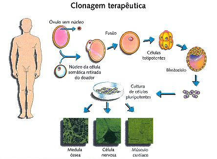 Clonagem Terap utica S Biologia Clonagem Terap utica S Biologia