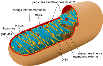 Resultado de imagem para mitocondrias