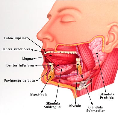 Bildergebnis für Boca A mastigação e a insalivação dos alimentos formam o bolo alimentar. A amilase salivar decompõe o amido em glícidos mais simples.  A deglutição é passagem do bolo alimentar para o esófago.