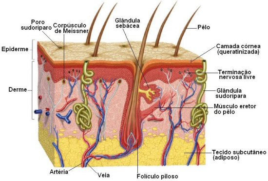 Resumo sobre anatomia humana