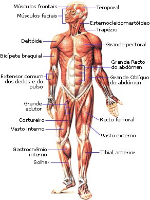 Desenho on Nossa Capacidade De Locomocao Depende Da Acao Conjunta De Ossos