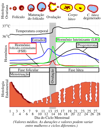 Hormonios esteroides testosterona e estradiol