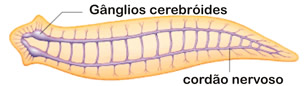 Resultado de imagem para CEFALIZACAO PLATELMINTOS