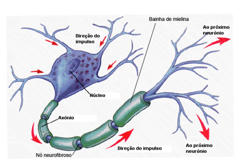 O cérebro produz sua “maconha” própria? – NeuroScienceKnowledge