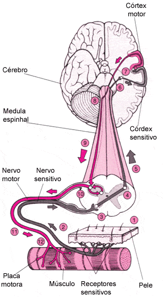 Resultado de imagem para contração muscular fotos