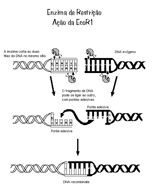 Enzimas De Restrição Só Biologia