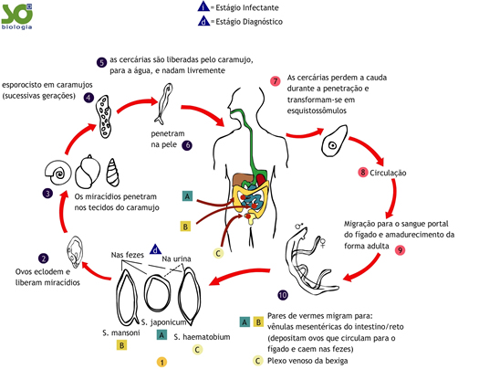 esquistossoma10.jpg