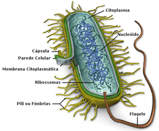 citoplasma celular