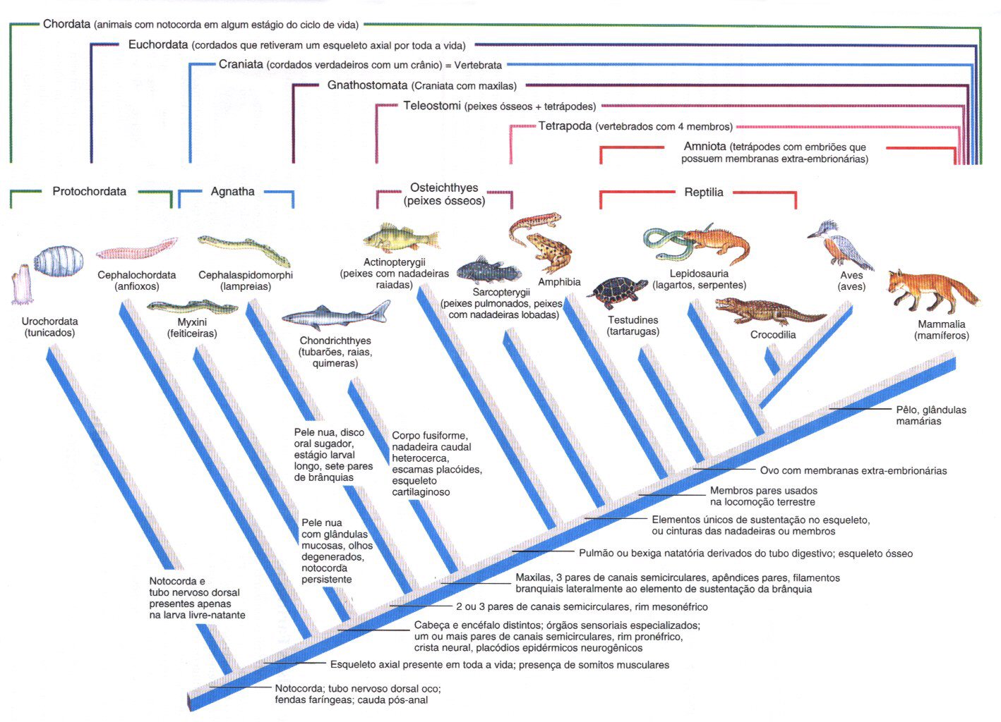 a vida dos vertebrados pough pdf