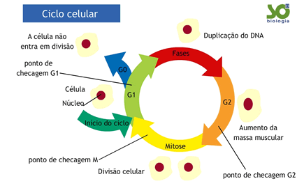 Ciclo celular: definição, fases e controle - Brasil Escola