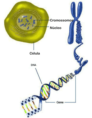 Genes - Só Biologia