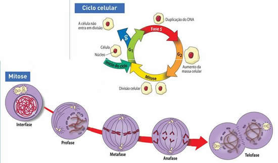 Diagrama do ciclo celular. fases do ciclo celular. ciclo de vida de uma  célula. síntese de dna e divisão celular.