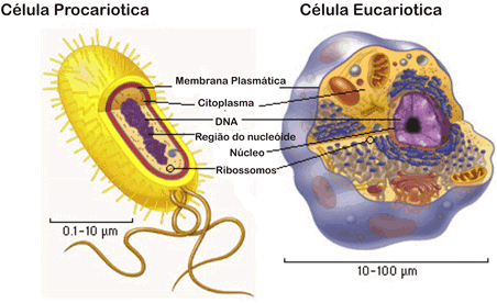 Núcleo celular - Só Biologia