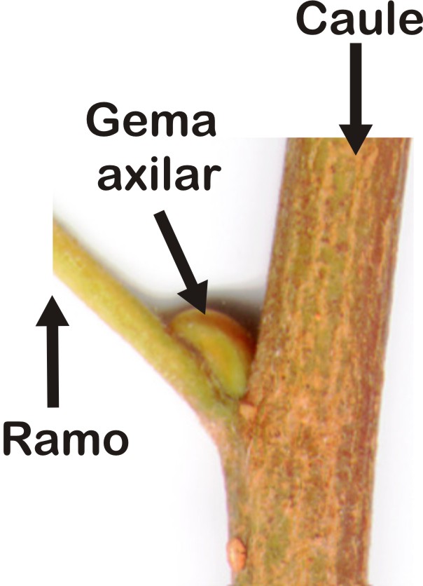 Resultado de imagem para caule botanica