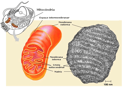 Metabolismo celular biologia