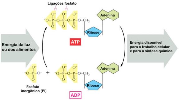 Resultado de imagem para energia na forma de atp