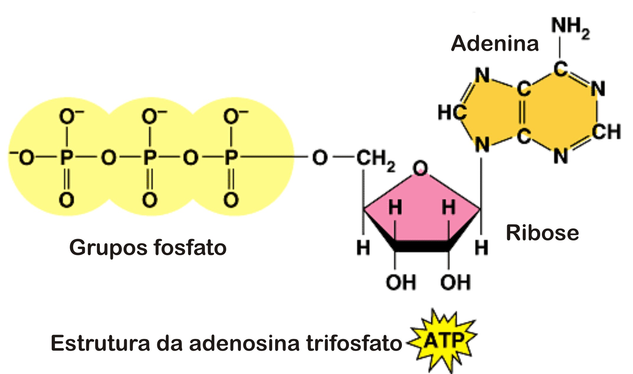 La Célula: ATP (Molécula de energía)