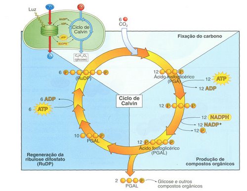Resultado de imagem para ciclo de calvin