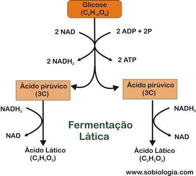 Fip - Fermentação Lática e Metabolismo Energético Fermentacao_latica