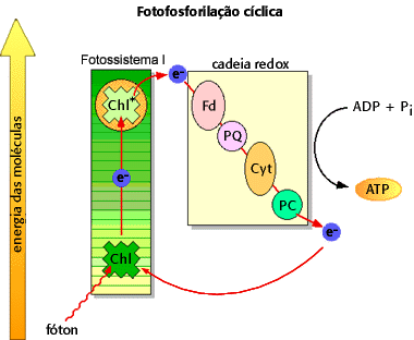 Resultado de imagem para fosforilação ciclica
