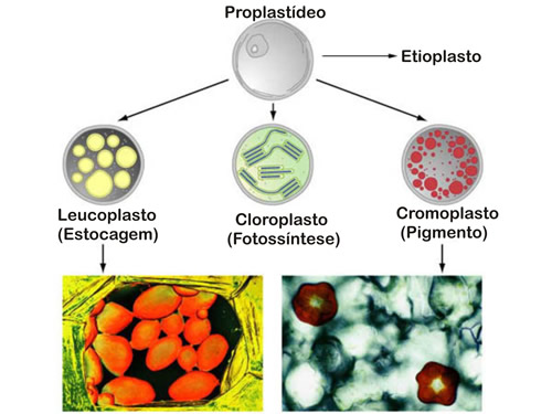 Resultado de imagem para proplastideos