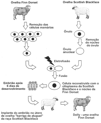 Qual a importancia da genetica