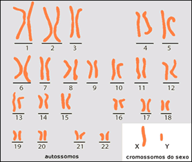 Tudo sobre genes