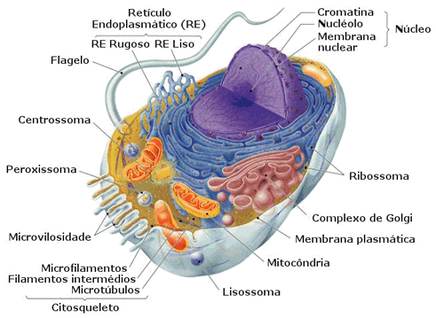 Célula com citoplasma e organelas membranosas