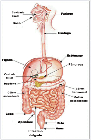 Sistemas do corpo humano anatomia