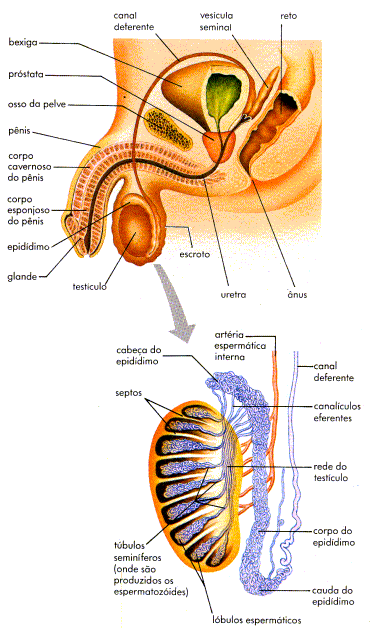 Livro de anatomia e fisiologia