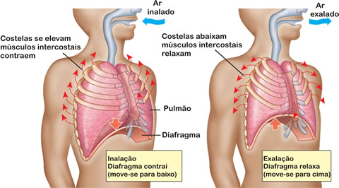 Resultado de imagem para diafragma movimento