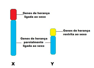 Determinação genética do sexo