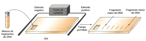 Eletroforese aplicada ao PCR