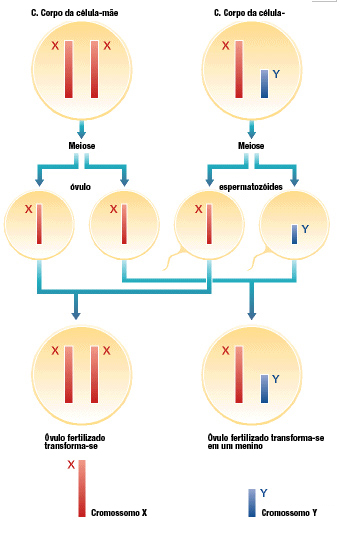 Em algumas espécies animais, incluindo a humana, a constituição genética dos indivíduos do sexo masculino é representada por 2AXY e a dos gametas por eles produzidos, AX e AY; na fêmea, cuja constituição genética é indicada por 2AXX, produzem-se apenas gametas AX.