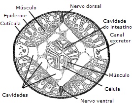 filo dos nemathelminthes)