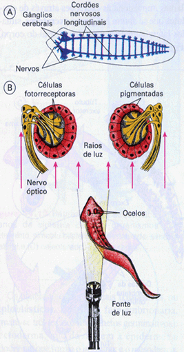platyhelminthes și verme nematoda)