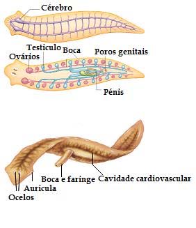 platyhelminthes și verme nematoda