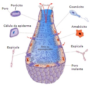 Resultado de imagem para poriferos estrutura