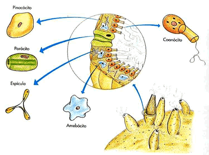 Filo Porifera - Só Biologia