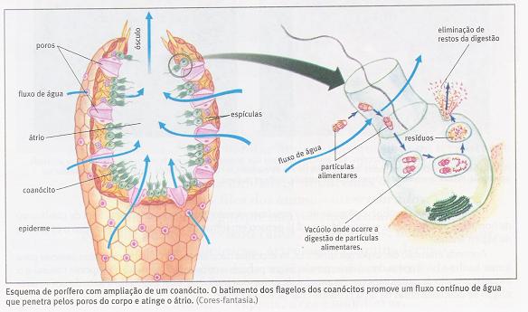 Poríferos - Só Biologia