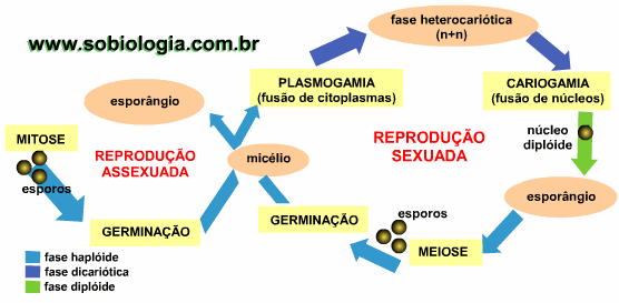 Resultado de imagem para reproduÃ§Ã£o dos fungos