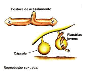 Resultado de imagem para reproduÃ§Ã£o sexuada platelmintos