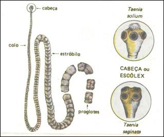 phylum aschelminthes képek névvel Virbak féregtabletták