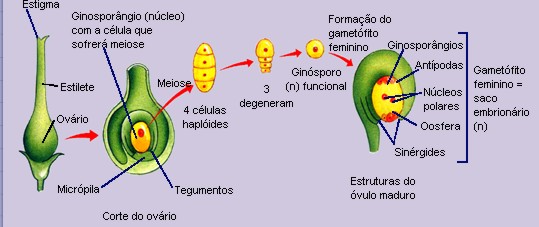 FECUNDAÇÃO DE ANGIOSPERMA - ppt carregar