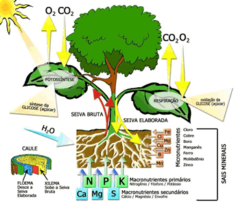 AS PLANTAS NÃO ESTÃO INDEFESAS - o sistema imune das plantas