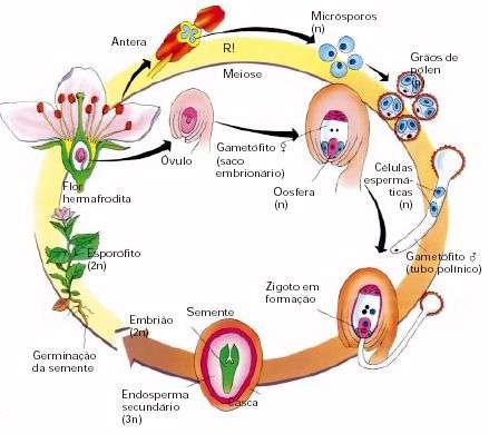 Angiosperma: reprodução sexuada