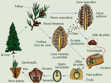 Germinação e Crescimento do Tubo Polínico e Fecundação - Germinação e  Crescimento